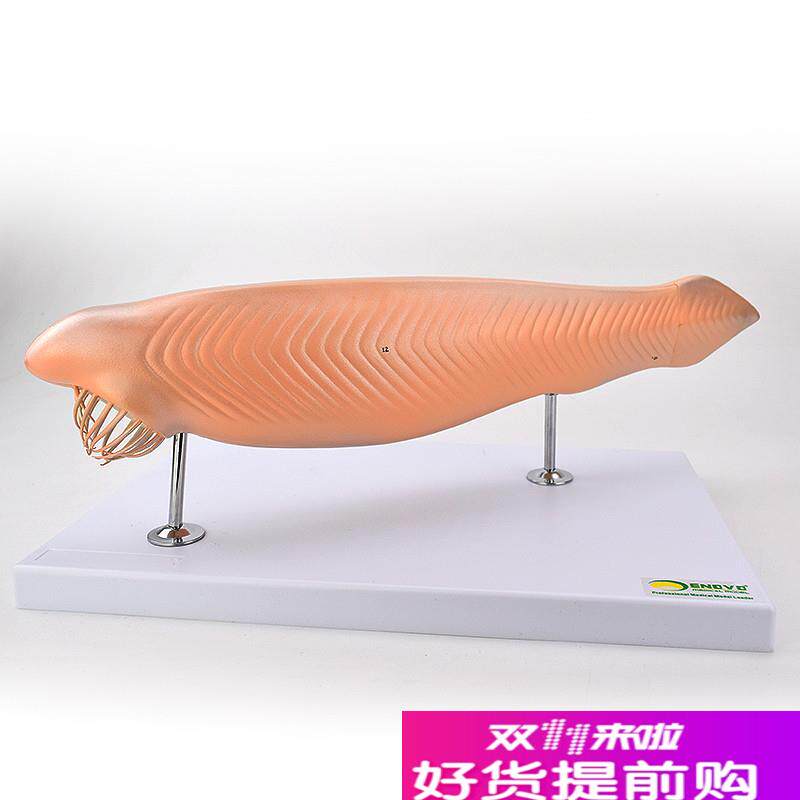 ENOVOf颐诺文昌鱼模型蛞蝓鱼脊索动物模型