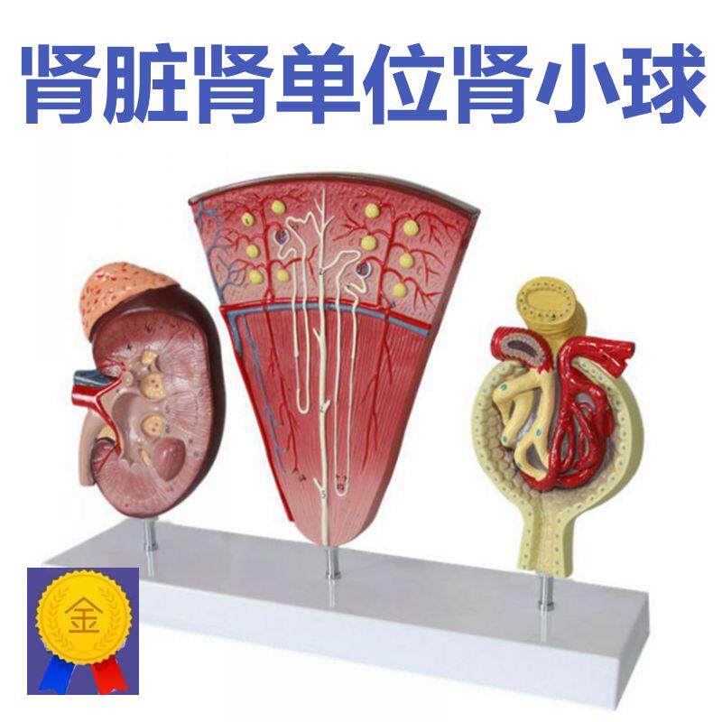 肾单位模型泌尿系统肾脏解剖肾上腺肾小球放大尿液形成病理肾大型