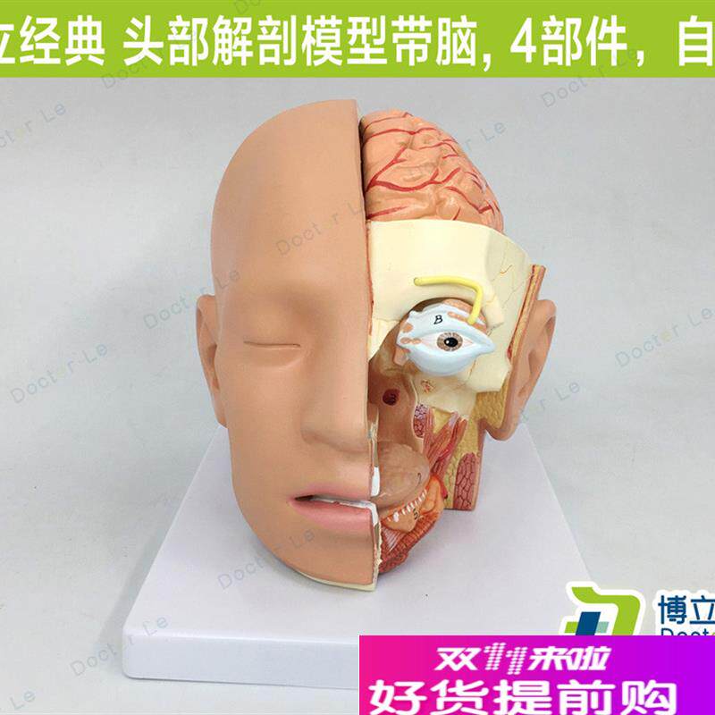 教学头部解剖模型自然大4部件大脑模型口腔O鼻咽喉科头部颅脑解剖