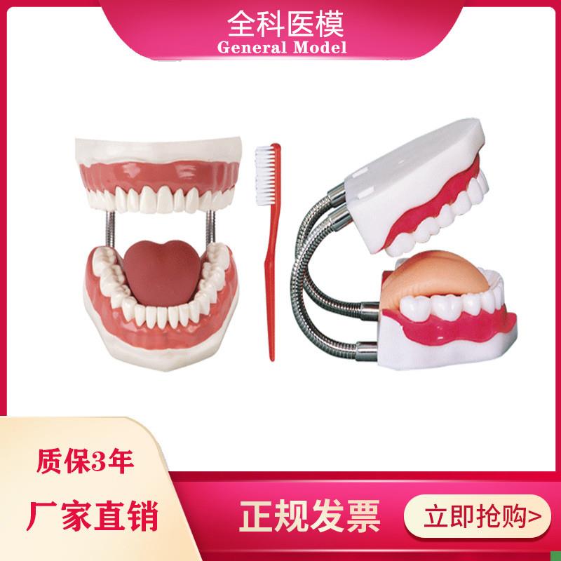 牙护理保健模型牙齿清洁教学模具刷牙口腔Z护理牙模型