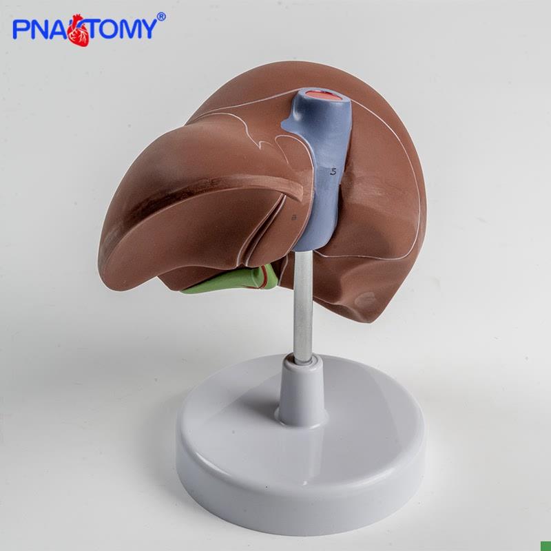 1比1高度仿真肝脏模型肝解剖x模型肝胆胰脾十二指肠浮雕肝胆胰模