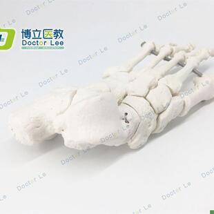 脚骨模型b人体脚关节模型足部脚部骨骼构造踝关节结构腓骨趾骨教