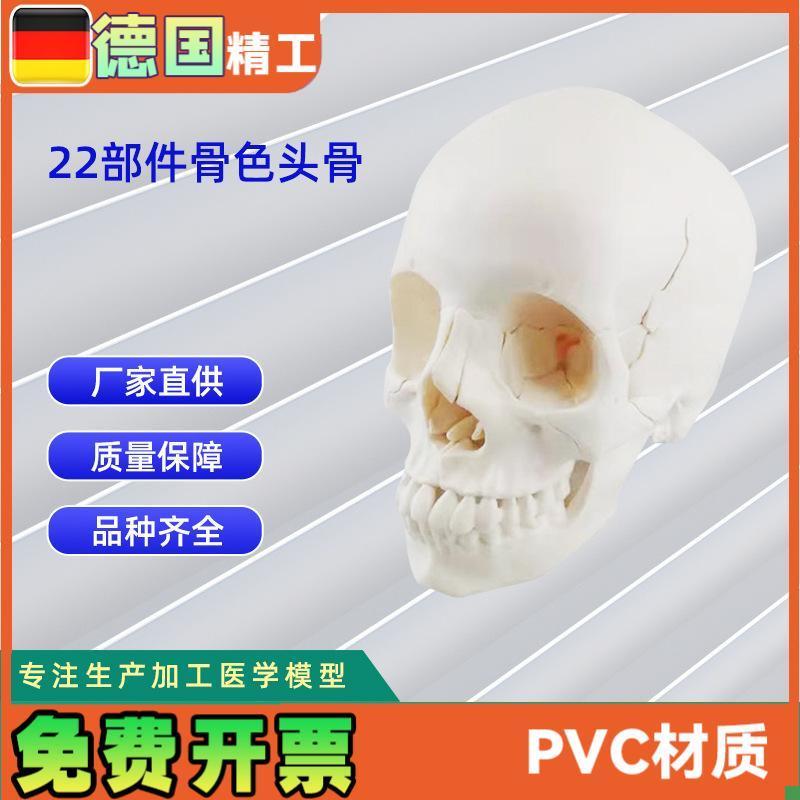 22部件骨色头骨可拆分模型人体骨A骼模型教学模型26*17*22CM