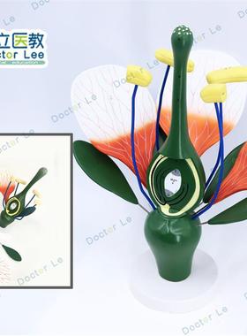 桃花模型典f型双子叶花构造绿色植物花蕊生物教学试验展示