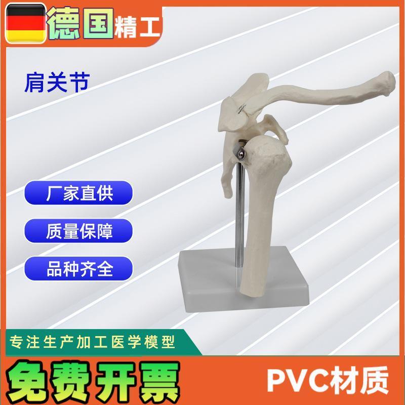 人体关节模型合集人体骨B骼模型教学模型骨骼教具
