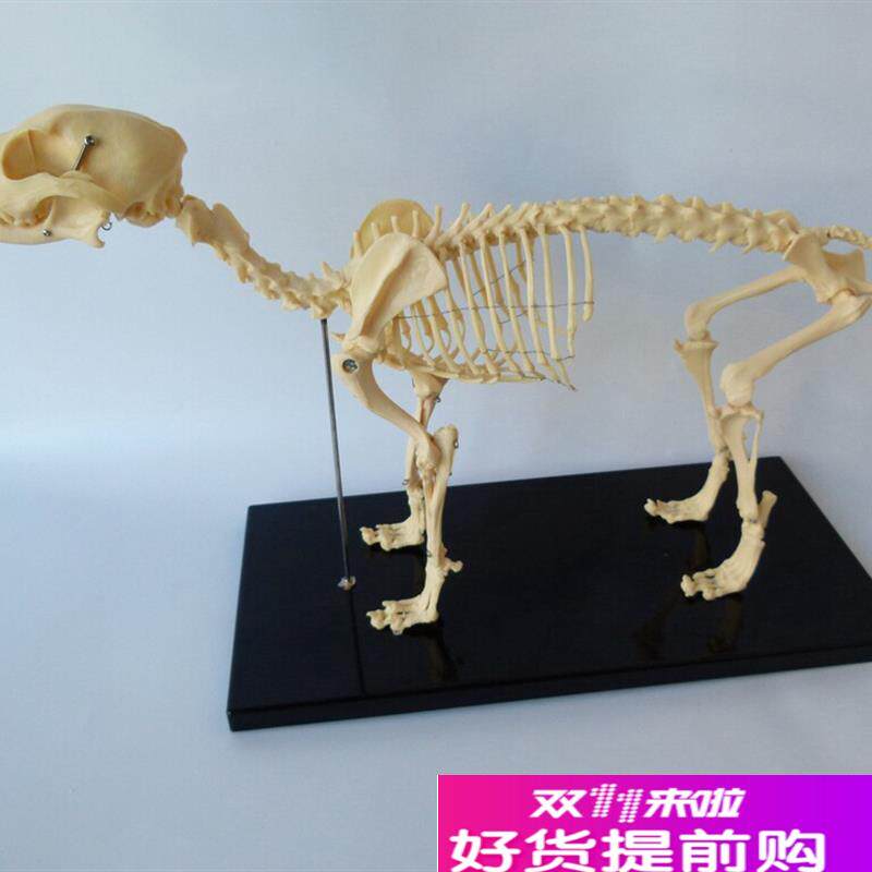 骨科器械狗骨骼标本模型宠物动物狗猫犬教学R骨架骨头骨骼模型