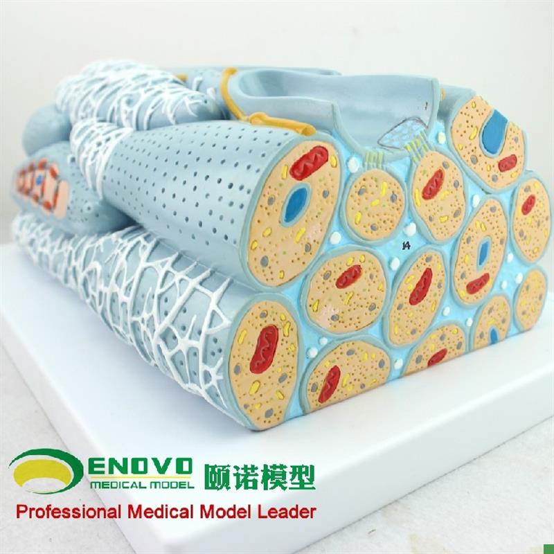 ENOVOd颐诺平滑肌组织模型微观模型医学人体肌肉模型心内脏肌医学