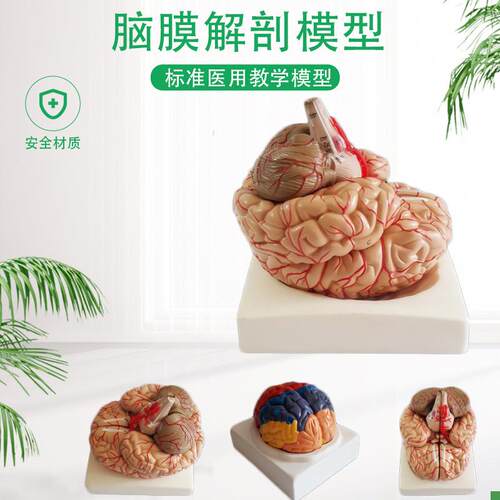 包邮自然大脑解剖模型脑动脉解剖模型神经U科脑模型脑模型