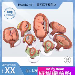 人体胚胎发育模型妊娠胚胎发育过程怀孕M十月胎儿模型医学教学