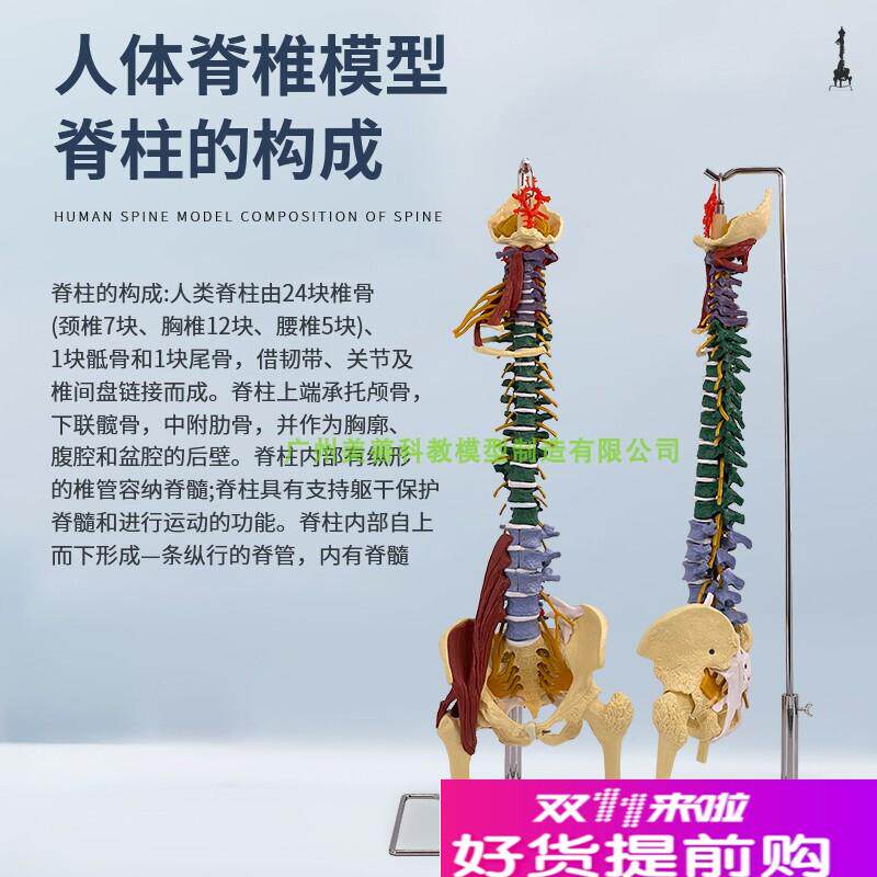 彩色80CM成人脊柱模p型附肌肉1:1比例人体脊椎带颈椎胸椎尾椎骨盆