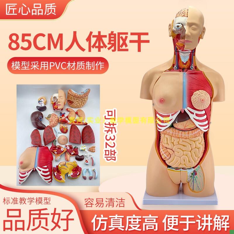 85cm人体躯干解剖模型32件器官可拆卸医学教学T心脏内脏模型玩具
