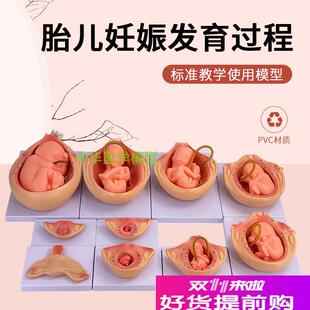 人体胚胎发育模型自然大妊娠胚胎发育过程怀孕十月U胎儿模型10件
