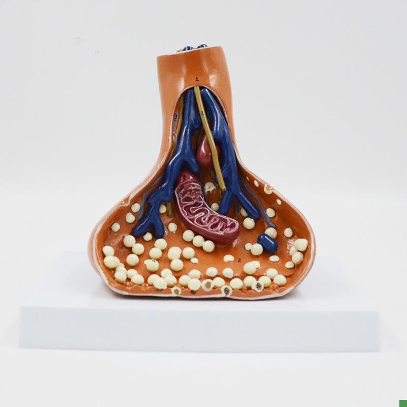 康泰模型突触放大神经传导线v粒体神经元结构高中生物教学实验器