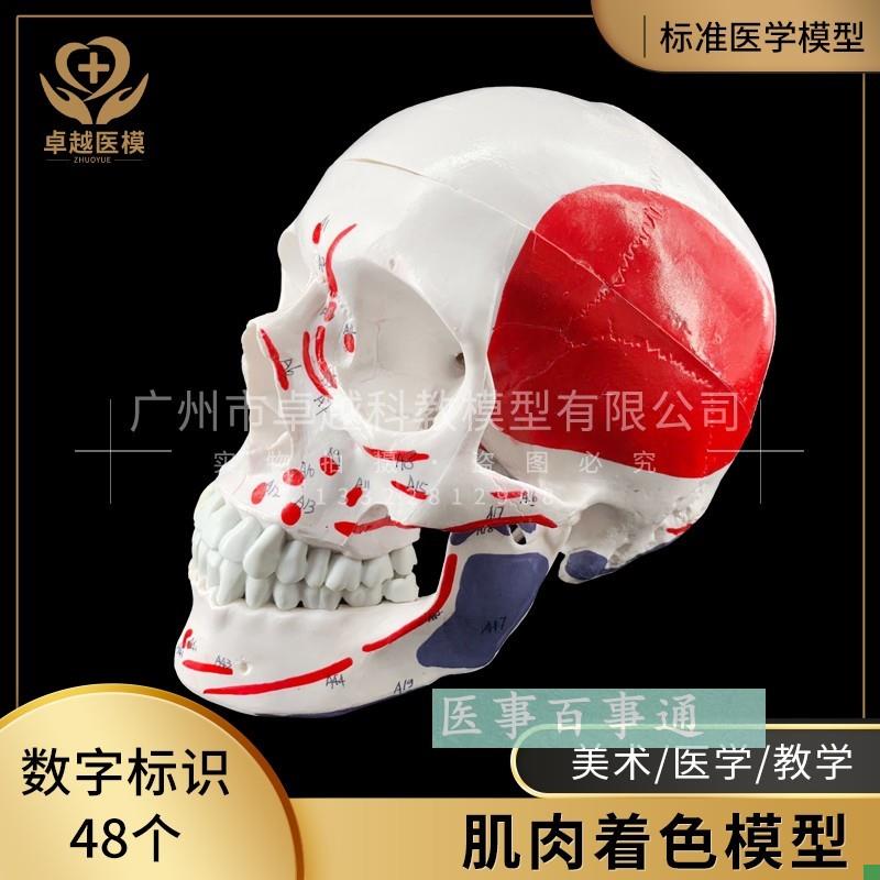 彩色头骨模型头颅模型,着色3部分肌肉着色头骨骷髅.头颅骨模型