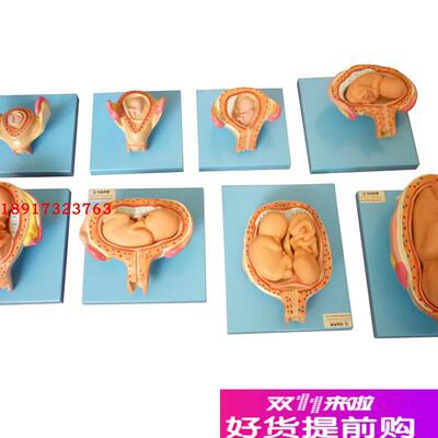 高级妊娠胚胎发育过程模型子z宫胎儿发育教学胎儿发育过程模型