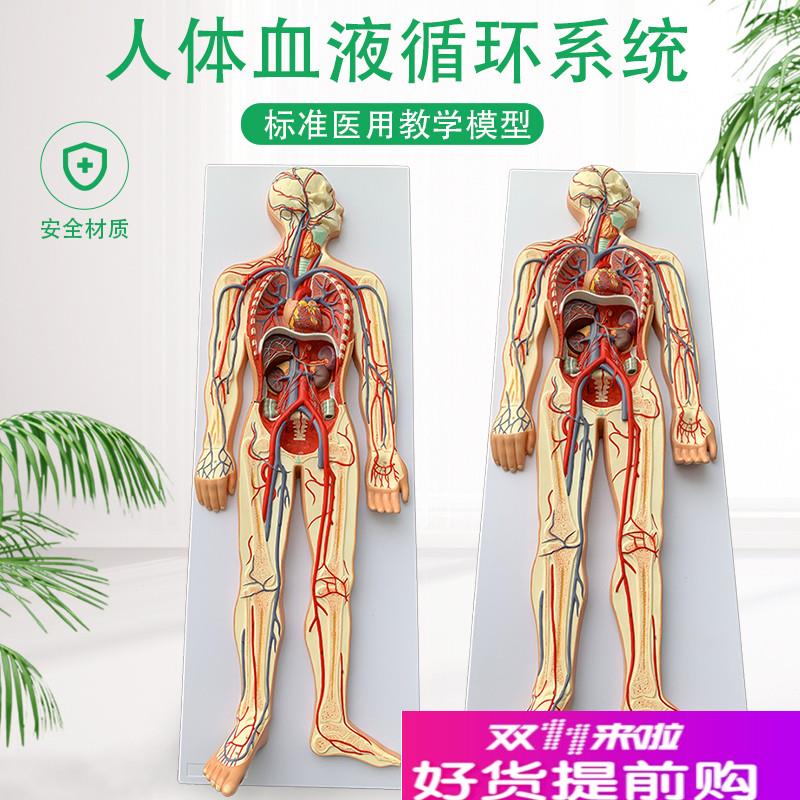 人体血液循环系统模型全身内脏器官解剖教学教具心脏W血管演示模
