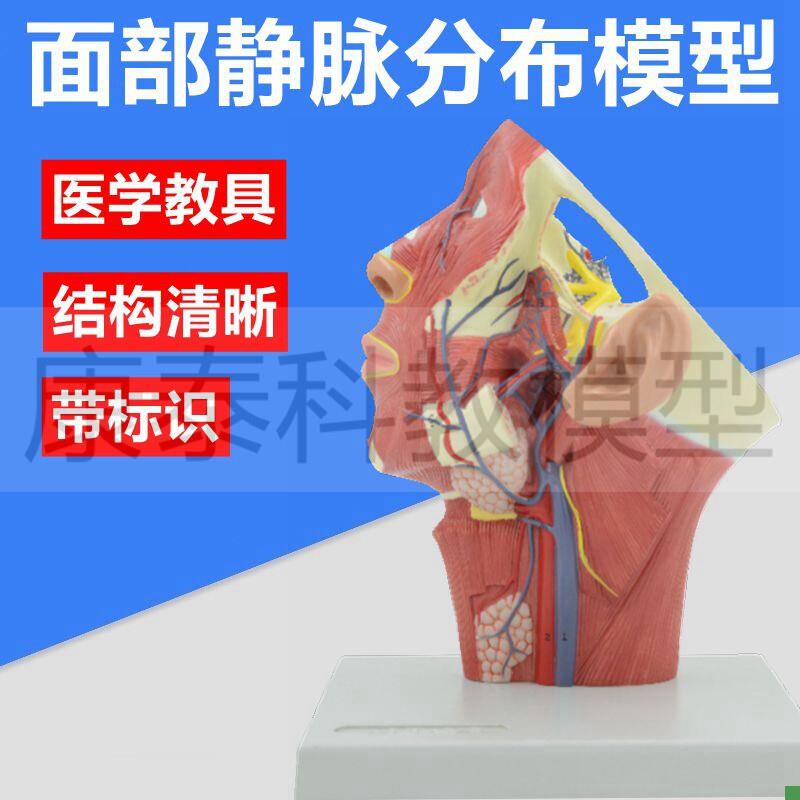 面部静脉分布模型头颈解剖面神经颈部静脉动脉肌肉整.形美容医用