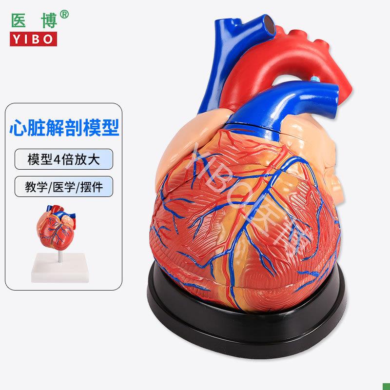 医博心脏解刨模型医学教学模s具可拆卸1:1人体仿真心脏模型医学人