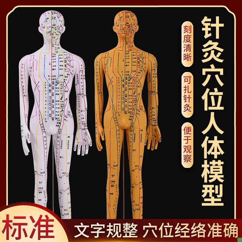 全铜色人体针灸模型人经络穴位中医全身十二铜人S模特图可扎针练
