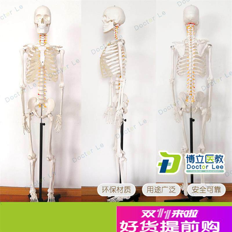170cm医学脊椎骨o架可弯曲骷髅解剖人体骨骼模型全身模型骨架模型