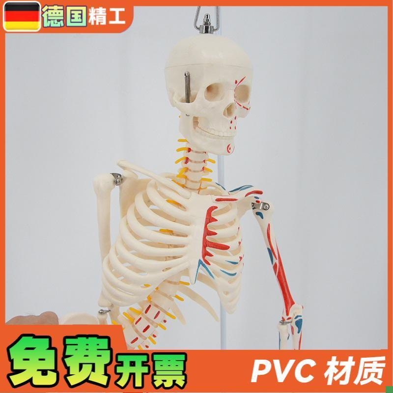 德国】85cm教学用人体骨骼模型脊柱可J弯曲四肢活动可拆卸带支架