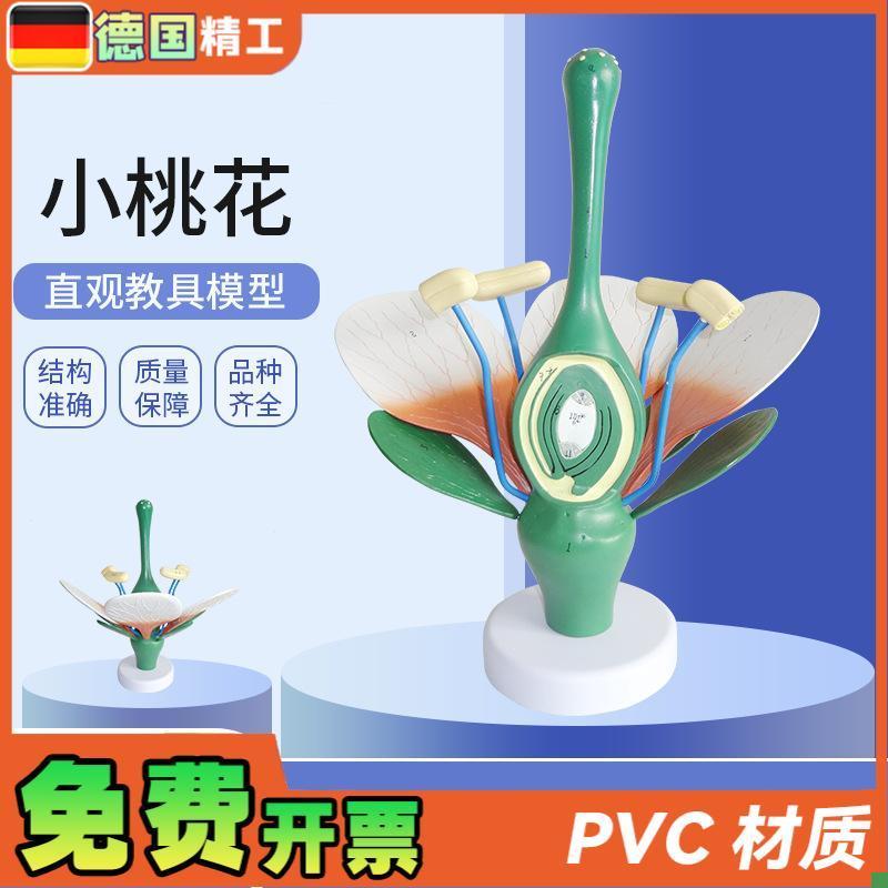 德国】桃花双子叶花绿色花蕊植物构造放I大结构解剖模型生物教学