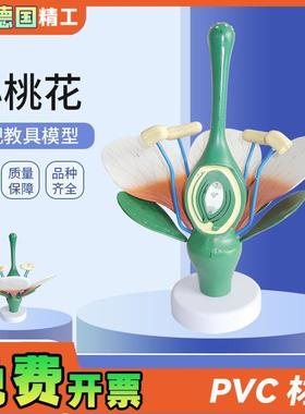 德国】桃花双子叶花绿色花蕊植物构造放I大结构解剖模型生物教学