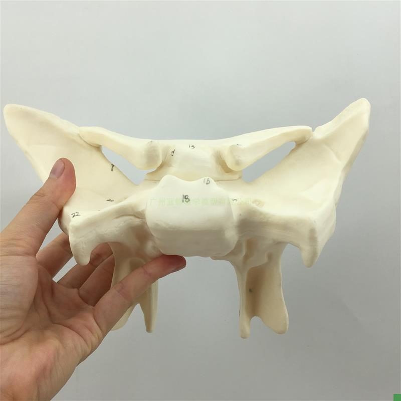 蝶骨放大模型人体蝶骨模型蝶骨放大3倍教学模型蝶.骨模型骨科
