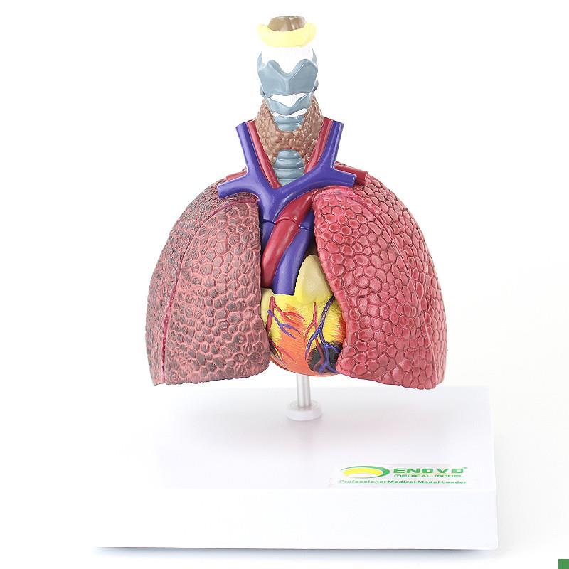ENOVO颐诺人体心肺疾病演示模型正H常肺吸烟肺支气管炎心脏病理