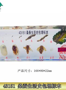 43151桑蚕生活史包埋标本包埋标本教学标本中小Y学生物标本