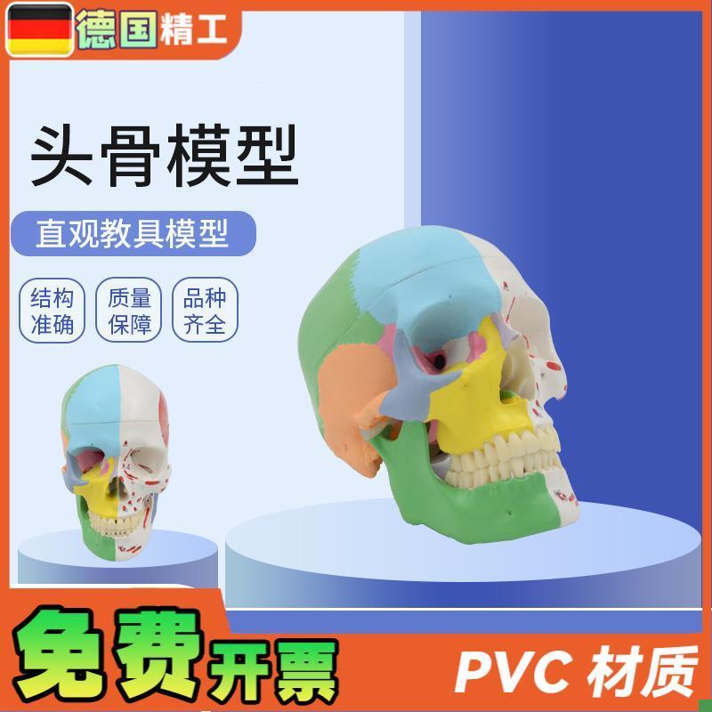 德国】美术医学艺用头骨模型y标准彩色分区骷髅头头骨可拆解头骨
