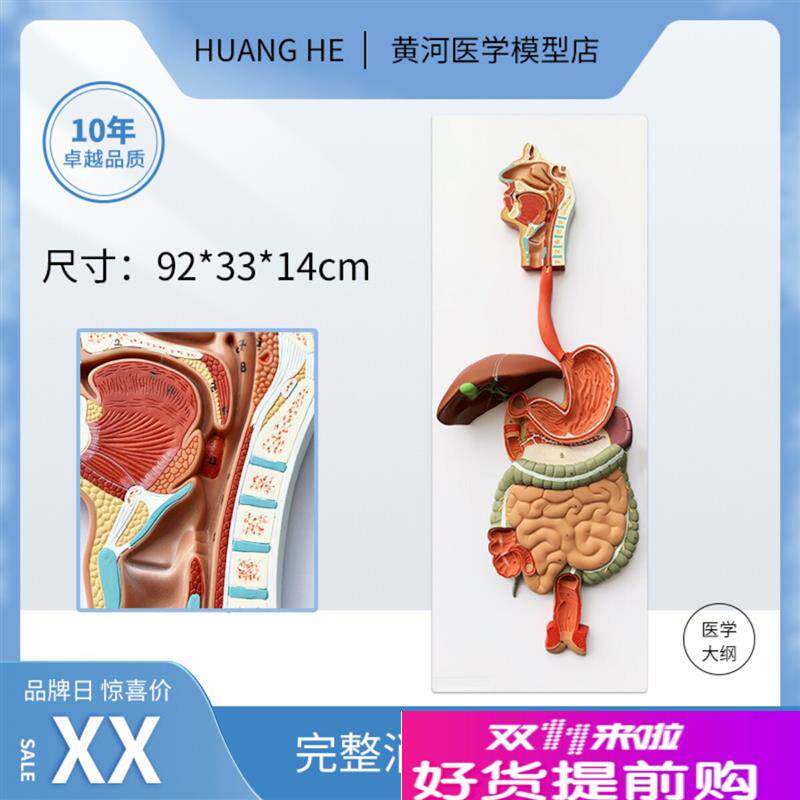 人体消化系统器官解剖模型鼻w咽喉心肝肺肾脏大肠医院学校教学模