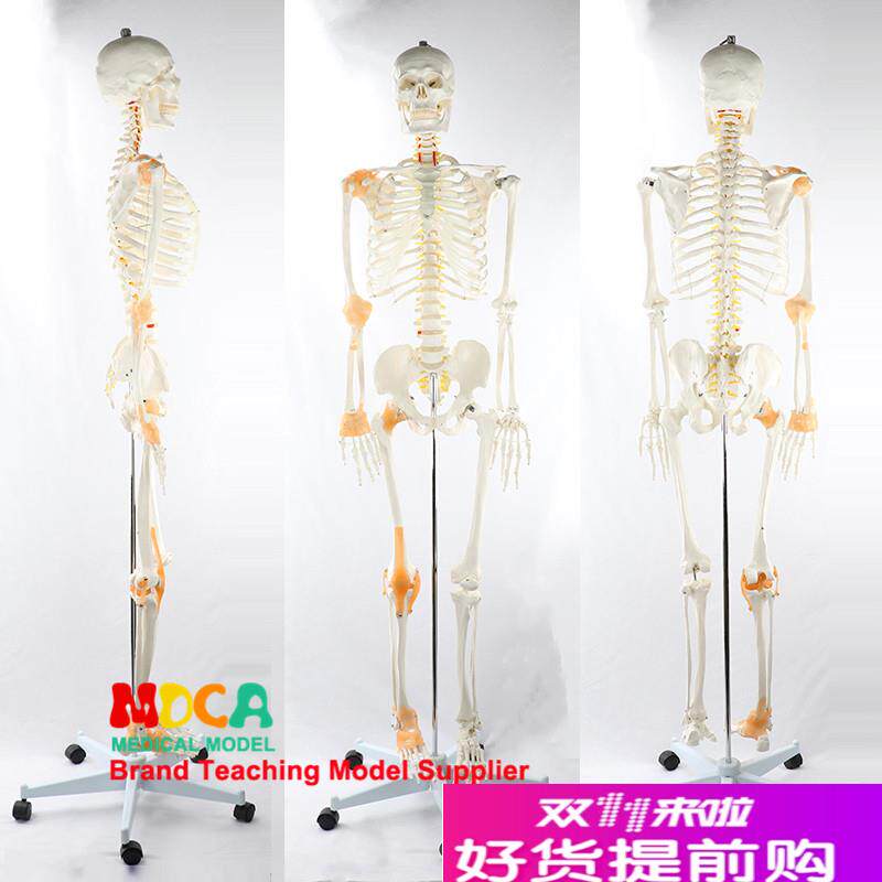 170CcM人体骨骼模型脊神经带韧带骨架瑜伽医学教学用具MGG303