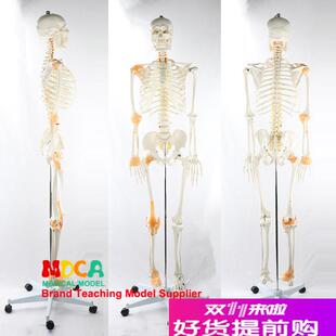 170CcM人体骨骼模型脊神经带韧带骨架瑜伽医学教学用具MGG303