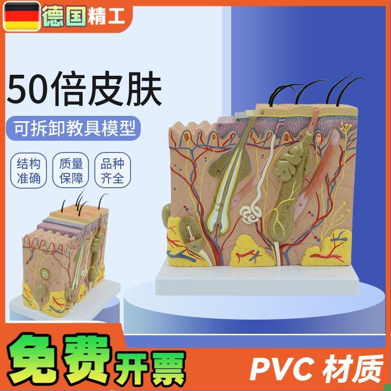 德国】皮肤模型放大美q容皮肤科教学用中英文说明皮肤结构教具仿