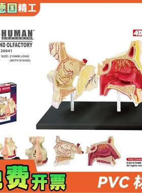 德国】4DMASTER鼻腔解u剖模型DIY拼装科普玩具人体器官教学道具