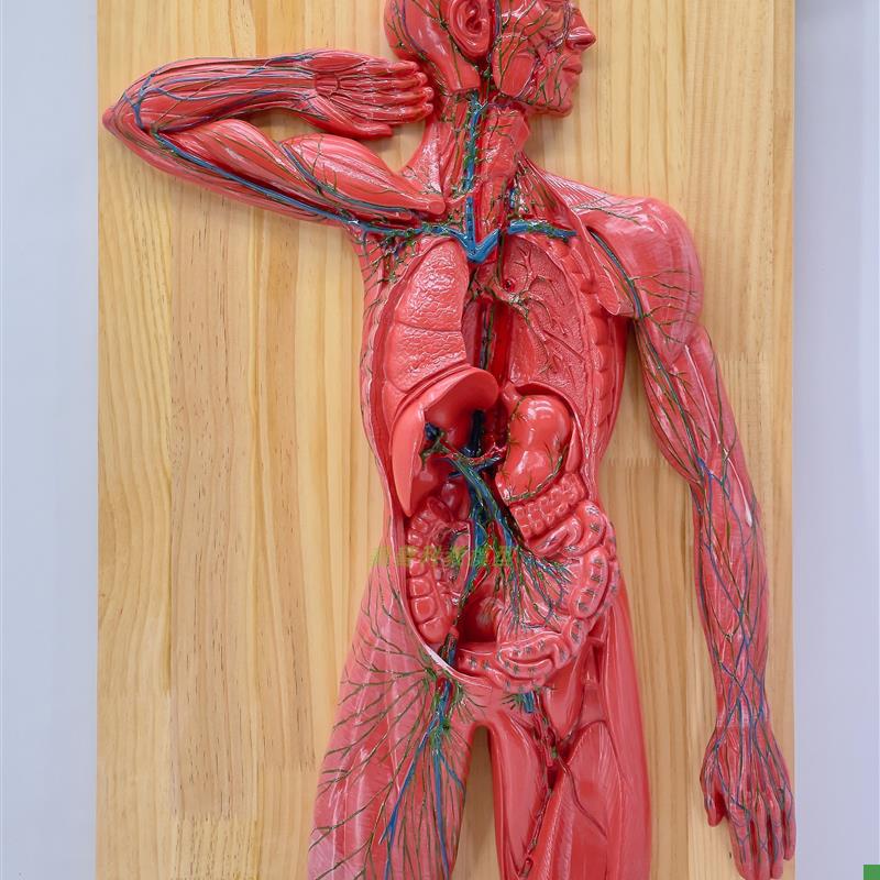医学人体淋巴系统解剖模型免疫系统胸G腔外科心脏消化器官演示教