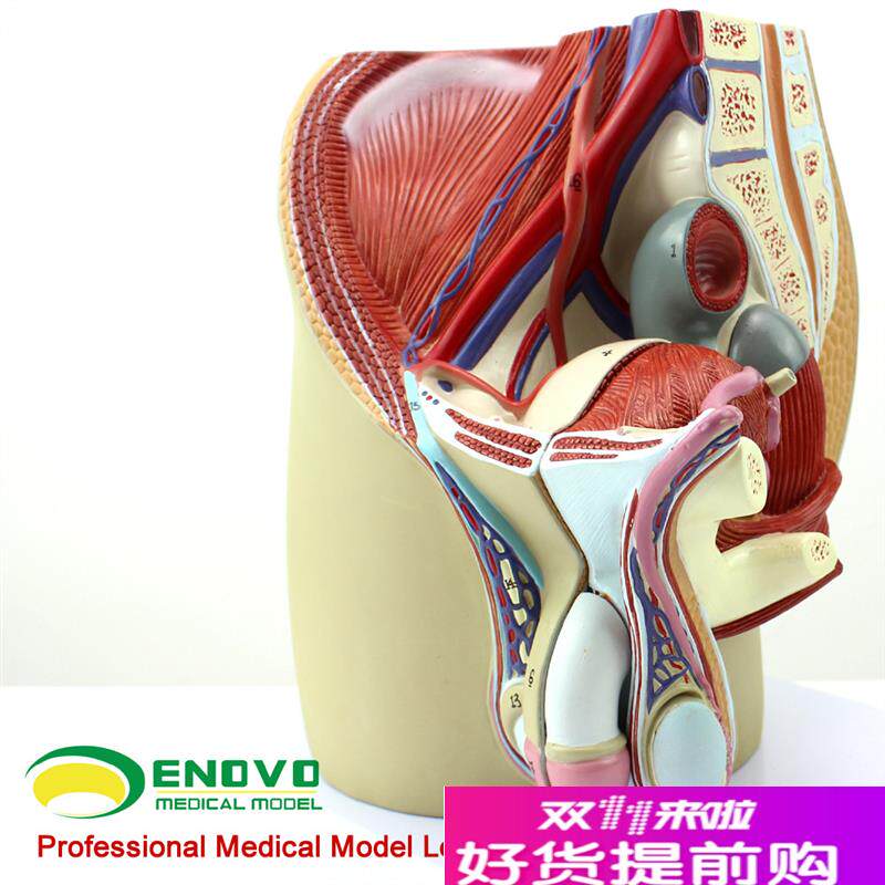 颐诺正品男性生殖泌尿系统模型D男科盆腔解剖结构模型前列腺