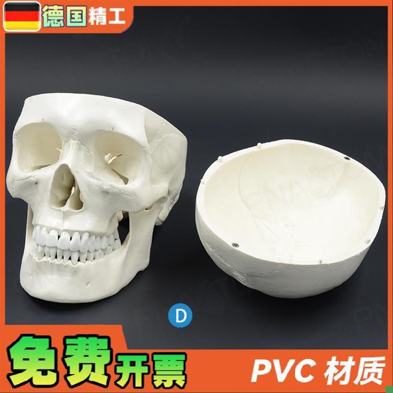 德国】1比1大人体头骨模型成人头颅骨仿L真骷髅头骨教学美术标本