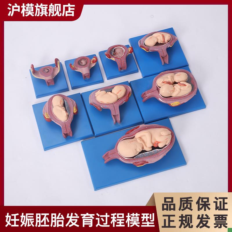 沪模HM/42005妊娠胚胎发育过程模型(8部件)展示胎儿十月妊娠发育