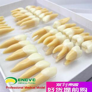 颐诺正品牙体解剖构造模型口腔修F复学牙齿模型牙科雕牙指导