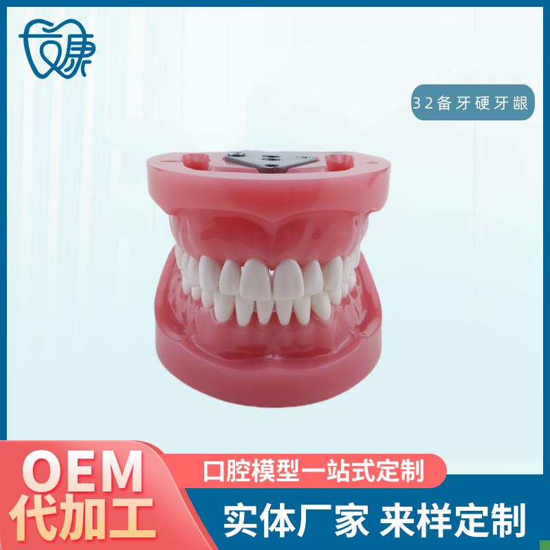 牙科全口可拆卸备牙p模型软牙龈模型练习牙齿模型送螺丝螺刀