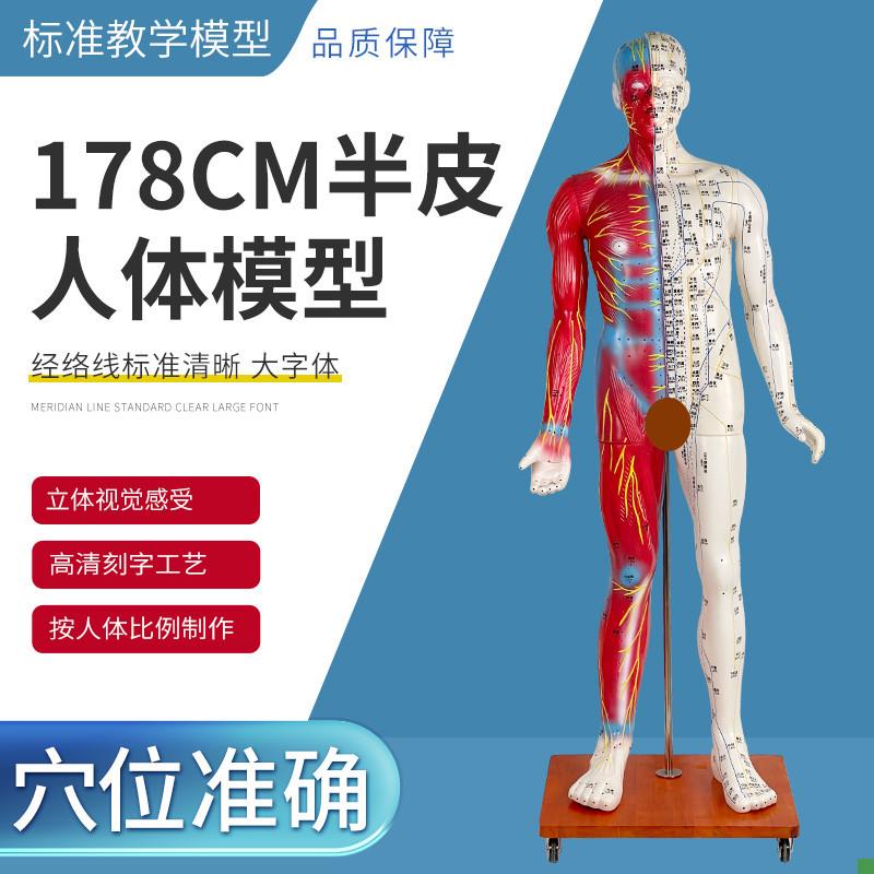 178CbM半皮半肌针灸人针灸模型针灸人人体模型医学教具