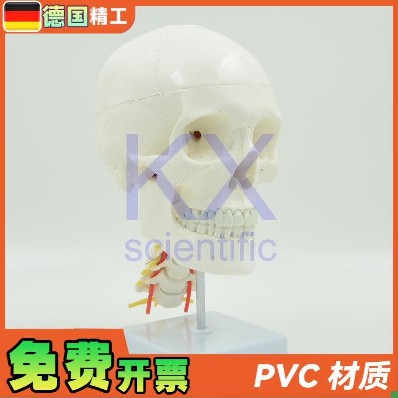 德国】自然大可拆l白头骨带颈椎神经模型1比1骨科医学教学口腔颅