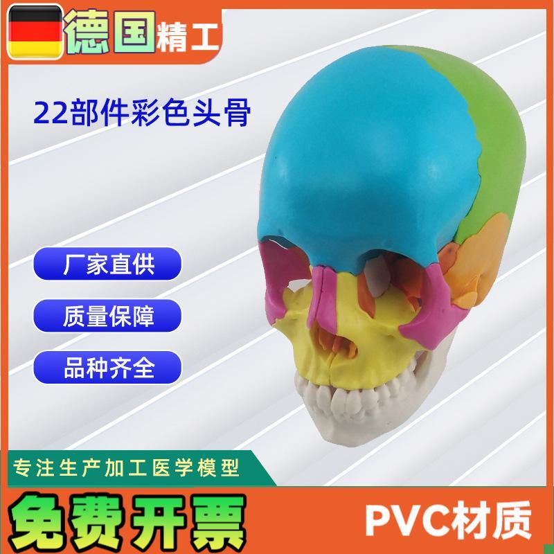 22部件拼装人体头骨模型彩色颅骨解I刨模型可拆解人体头骨模型