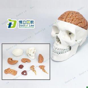 医学人体头颅骨大脑头骨s模型颅脑解剖神经科静态模型脑部模型