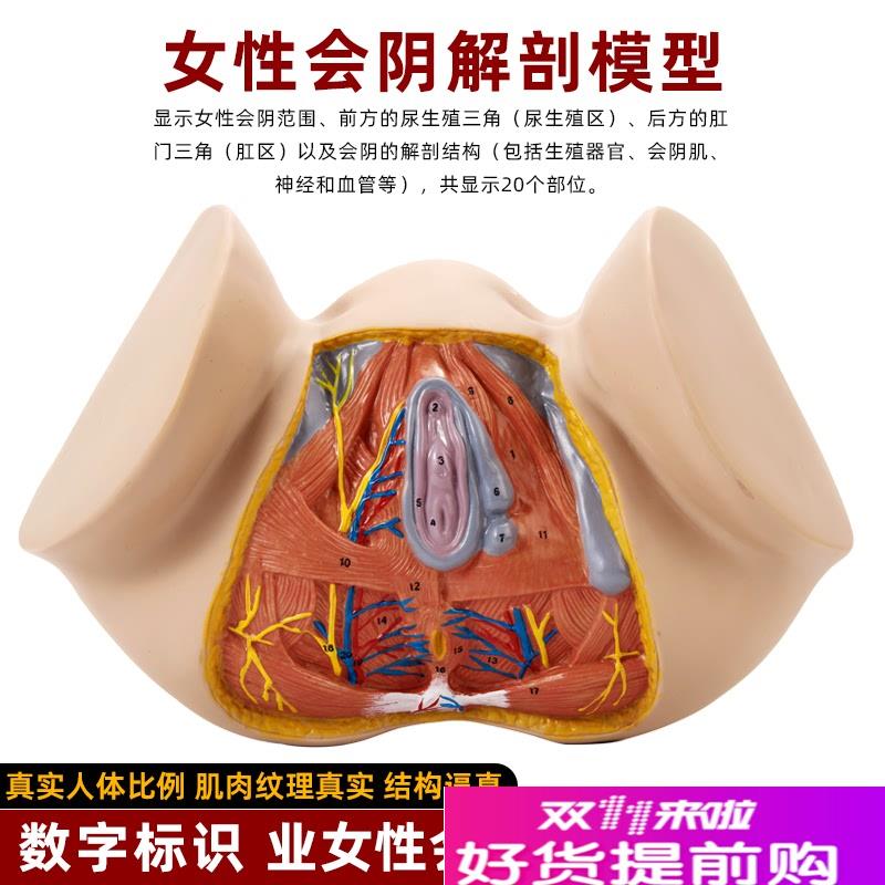 女性会阴生殖器官结构解剖会阴侧切产科护理家政R月嫂培训教具模