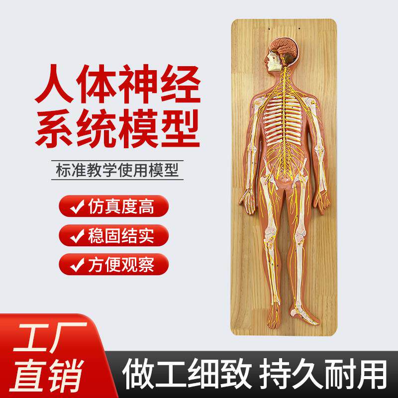 人体神经系统解剖模o型中枢神经脑脊髓周围脊神经骶丛坐骨神经