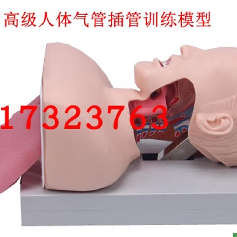 成人气管插管训练模型人体气管插I管训练模型气管插管模型