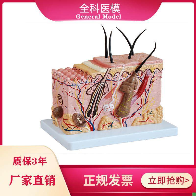 皮肤结构放大模型中型组织层次立体构造微整形P美容医教学模具玩